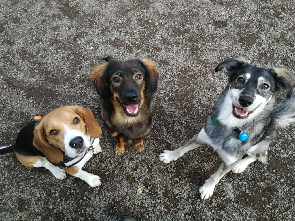 Tre-cagnolini