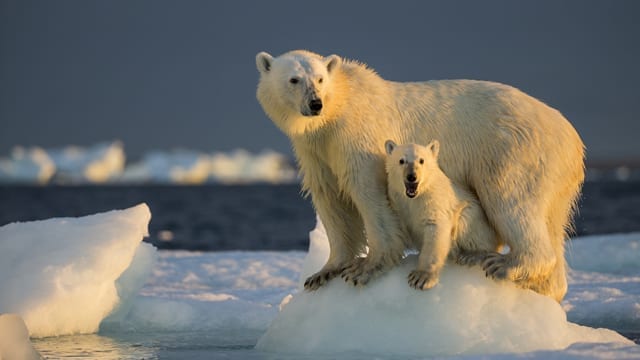 orso-polare
