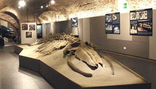 Museo Asti